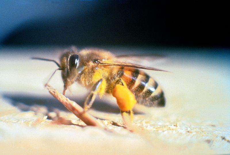 Afrykańska pszczoła zabójca