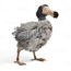 Dodo