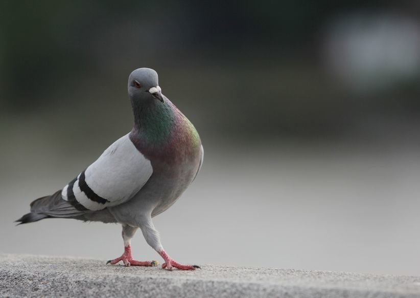 Gołąb