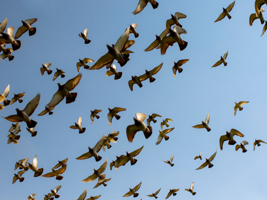 Ciekawostki biologiczne: Supernawigatorzy