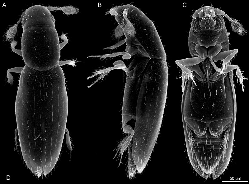 Scydosella musawasensis
