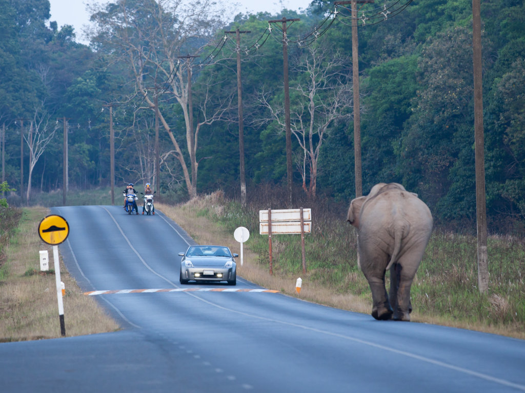 Przestępcy świata zwierząt. Te stworzenia potrafią nabroić