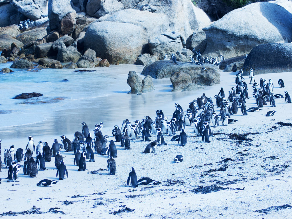 7 rzeczy, których nie wiedziałeś o pingwinach