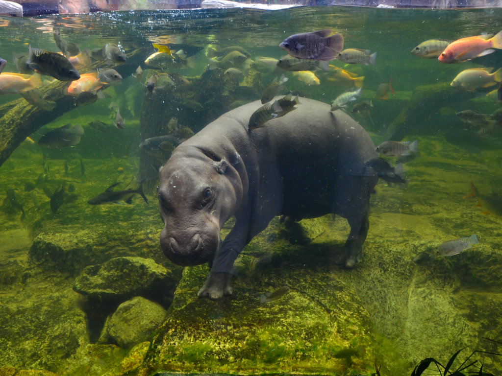 TOP 10 niesamowitych zwierząt, o których nie uczyli cię na biologii