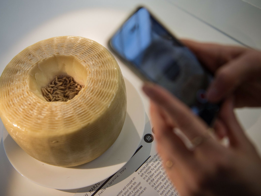 Casu marzu. "Żywy" ser tylko dla smakoszy o mocnych żołądkach