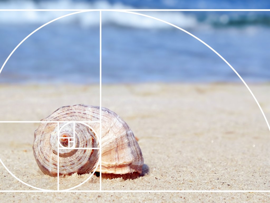 Ciąg Fibonacciego. Przyroda rozwija się według matematycznego wzoru