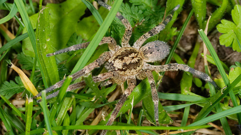 Jadowity pająk zbliża się do Polski. Jak wygląda i co się dzieje po jego ukąszeniu?