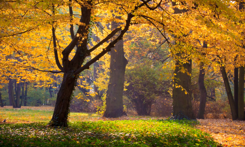Dlaczego gdy w Polsce zaczyna się jesień, Australijczycy witają wiosnę?