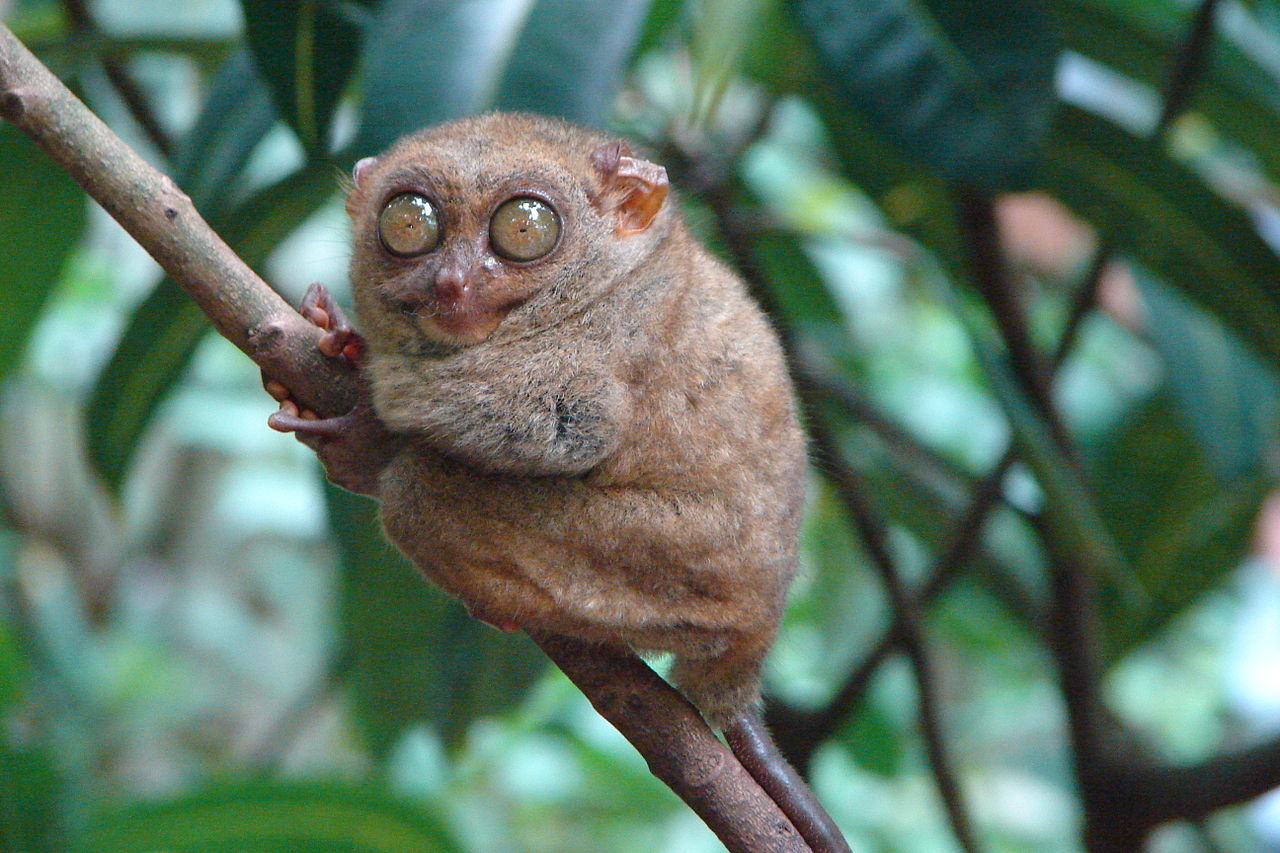 1280px-Tarsius_syrichta