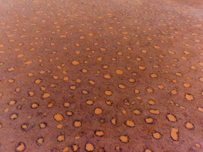 Oto kręgi czarownic. Skąd się biorą tajemnicze wzory?