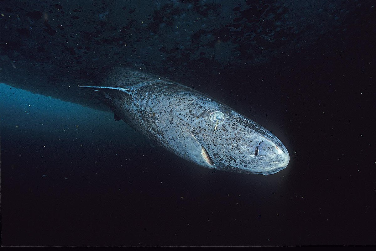 1200px-Greenland_shark_profile