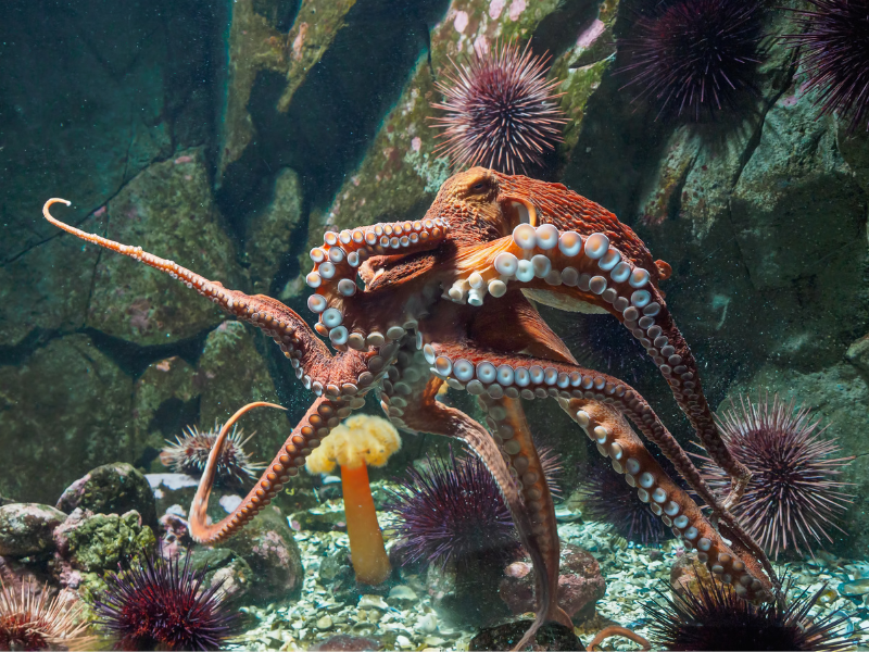 To najbardziej tajemnicze zwierzęta naszej planety. Mają trzy serca i niebieską krew