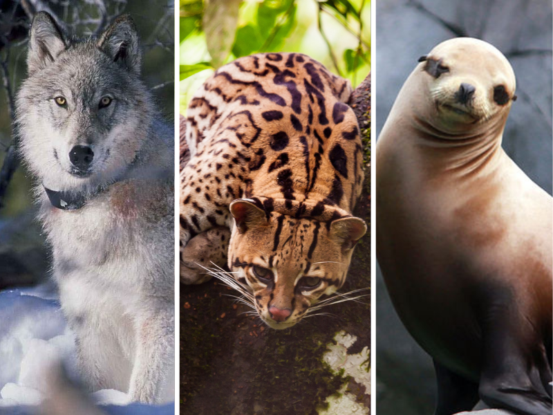 QUIZ z fauny. Mało kto zdobędzie 15/20