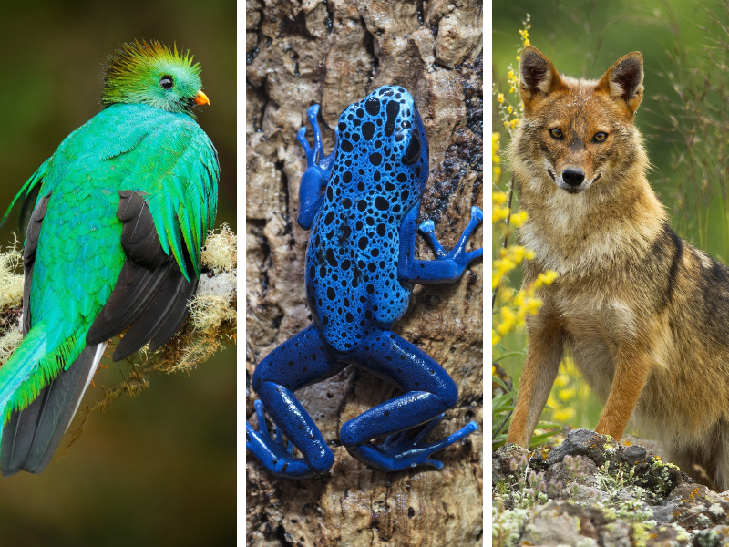 Ssak, ptak a może gad? QUIZ dla tych, co mieli 5 z biologii