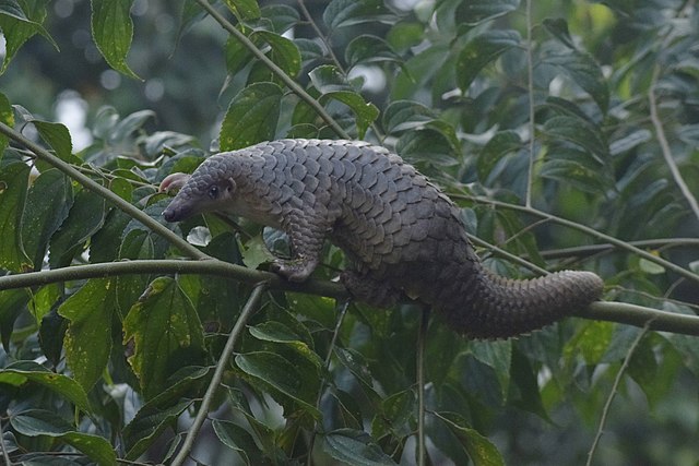 Trenggiling_Sunda_Sunda_Pangolin_Manis_javanica