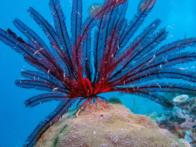 Spektakularne stworzenia z dna oceanów. Sekretne życie lilii morskich