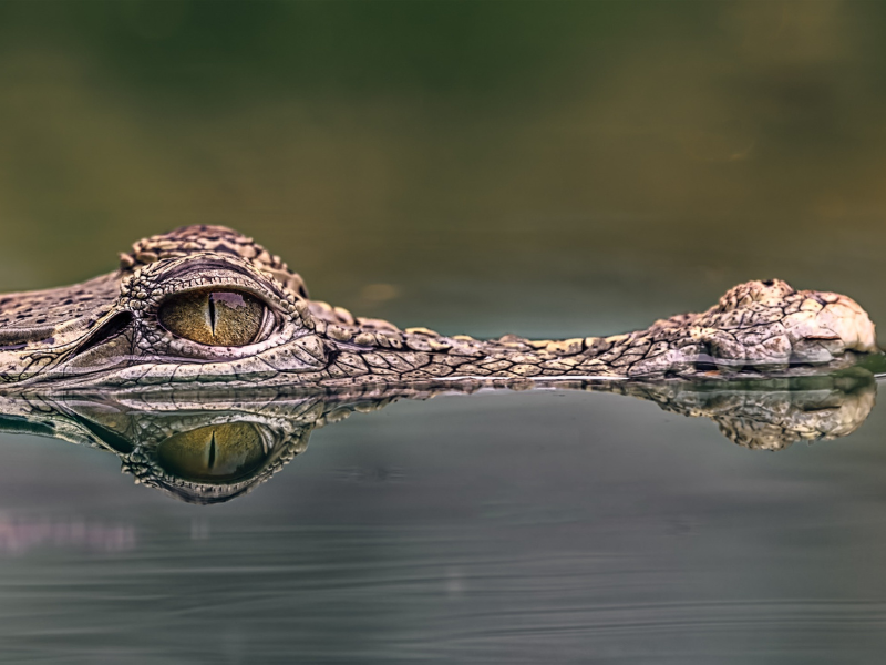 Gustaw z Burundi. O tym krokodylu-zabójcy krążą legendy