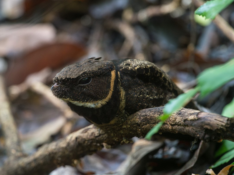 Ptak, który wygląda jak smok z „Gry o tron”. Zachwyca nie tylko wyglądem