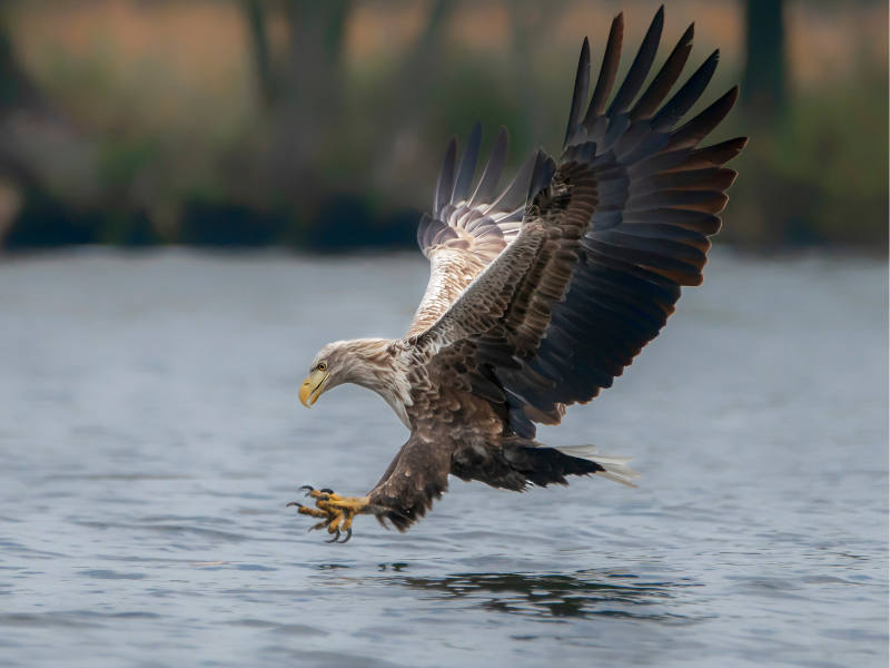 Poniedziałkowy QUIZ wiedzy. Wstyd nie znać tych polskich ptaków