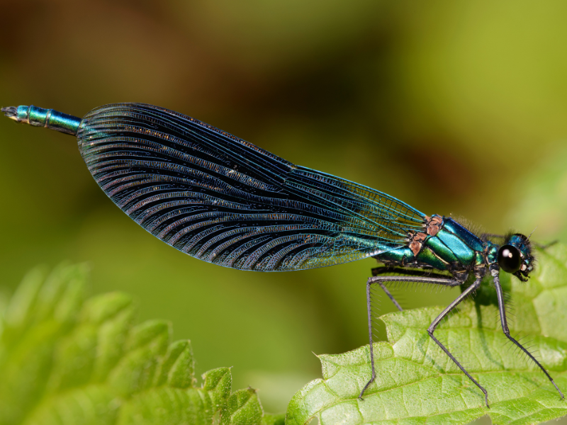 Co to za owad? Poniedziałkowy QUIZ z biologii na rozgrzewkę