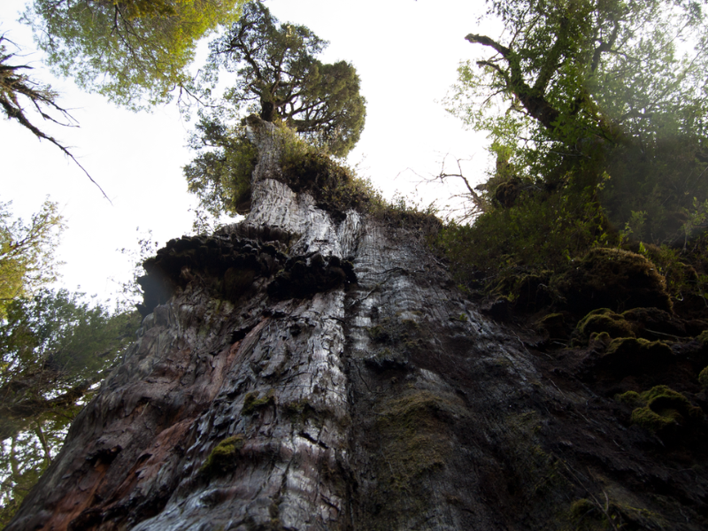 Najstarsze drzewo świata ma ponad 5 tysięcy lat. Jakie tajemnice kryje?