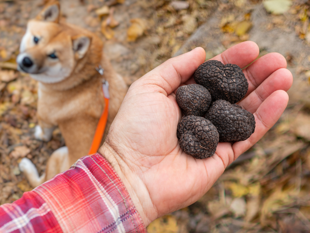 Najdroższe grzyby świata. Jak smakują i czy można je uprawiać w Polsce?