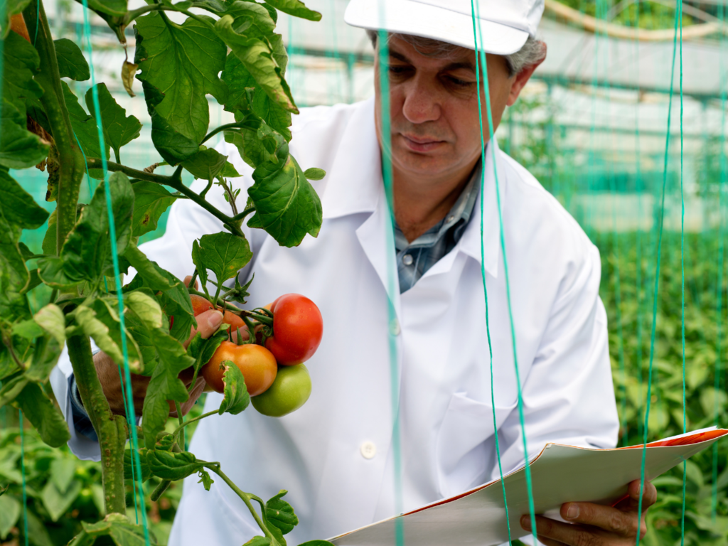 Zestresowane rośliny wydają dźwięki, czyli jak pomidory sygnalizują, że potrzebują wody