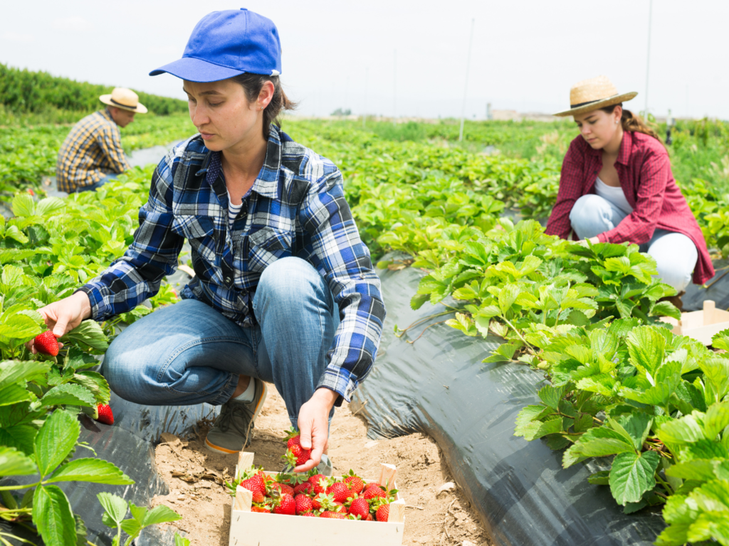 Praca sezonowa 2023. Kogo szukają pracodawcy, jakie oferty, ile można zarobić [RAPORT]