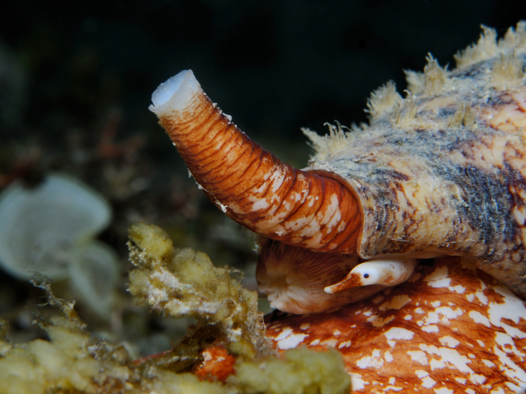 Mały, ale bardzo agresywny i muskularny ślimak. Atakuje harpunami