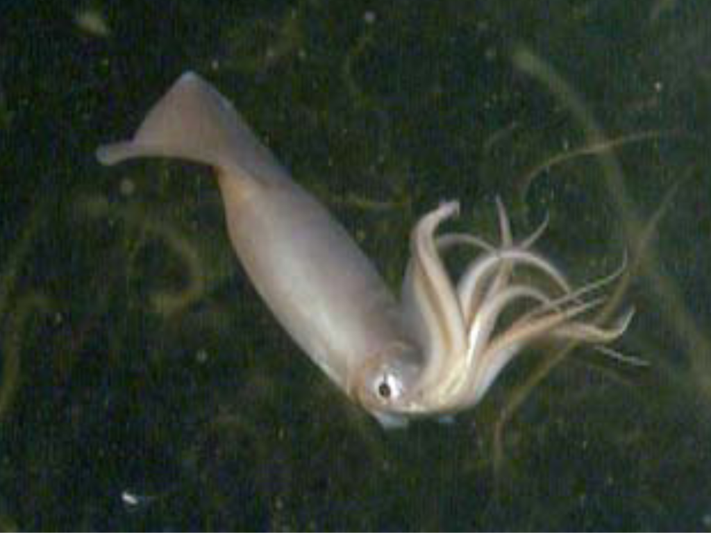 Mają nawet 4 m długości i potrafią obezwładnić człowieka. Można je jeść, są przysmakiem