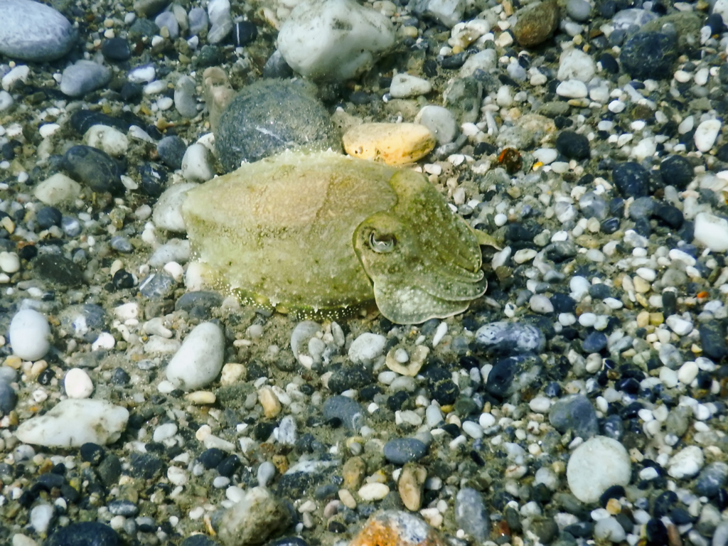 Mątwa – mistrzyni kamuflażu. Jak ona to robi?