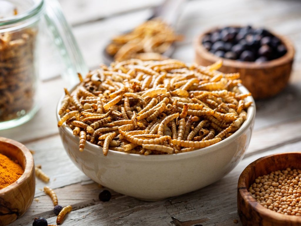 Mącznik młynarek w burgerze – fanaberia czy jedzenie przyszłości?