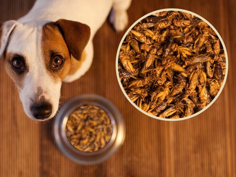 Jadalne owady dla psów. Ekologicznie i zdrowo?