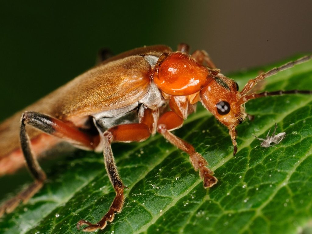 Karaczany – zadziwiające owady o wielu twarzach