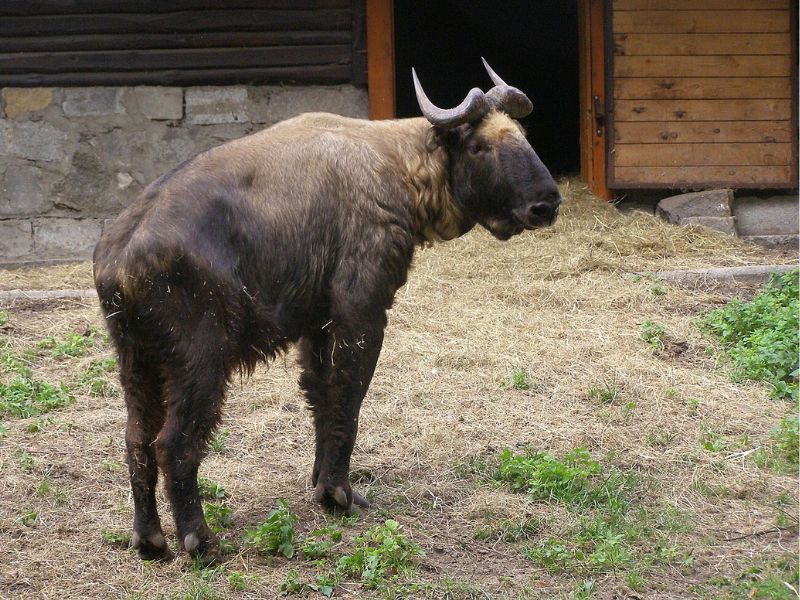 Takin, zoo Wrocław