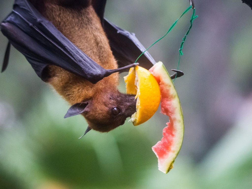 Niezwykłe nietoperze. Poznaj zwyczaje tych ciekawych ssaków