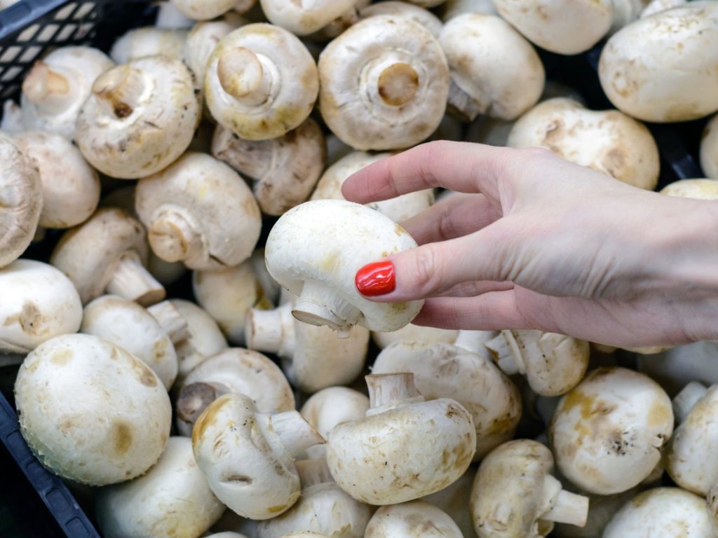 Pieczarka to grzyb czy warzywo? QUIZ nie tylko dla grzybiarzy