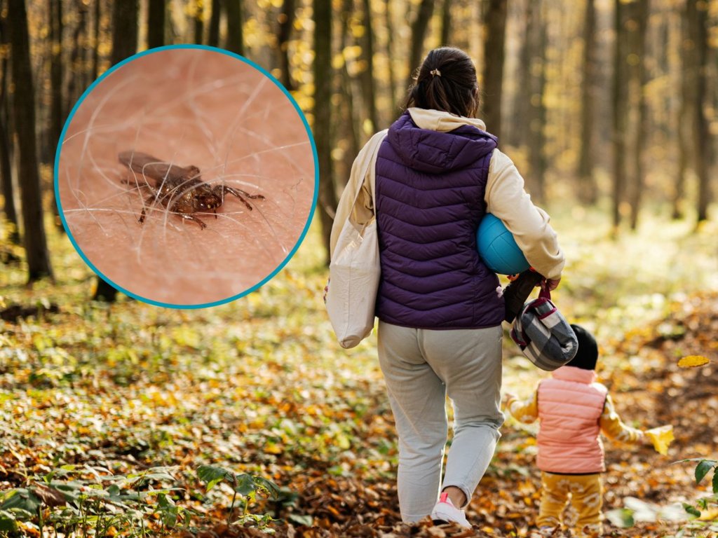 Strzyżak sarni, czyli „latający kleszcz”. Czy może być groźny dla człowieka?