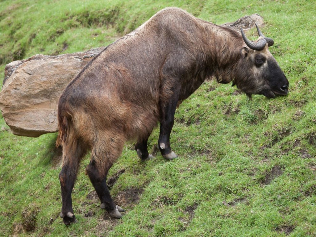 Takin – narodowe zwierzę Bhutanu