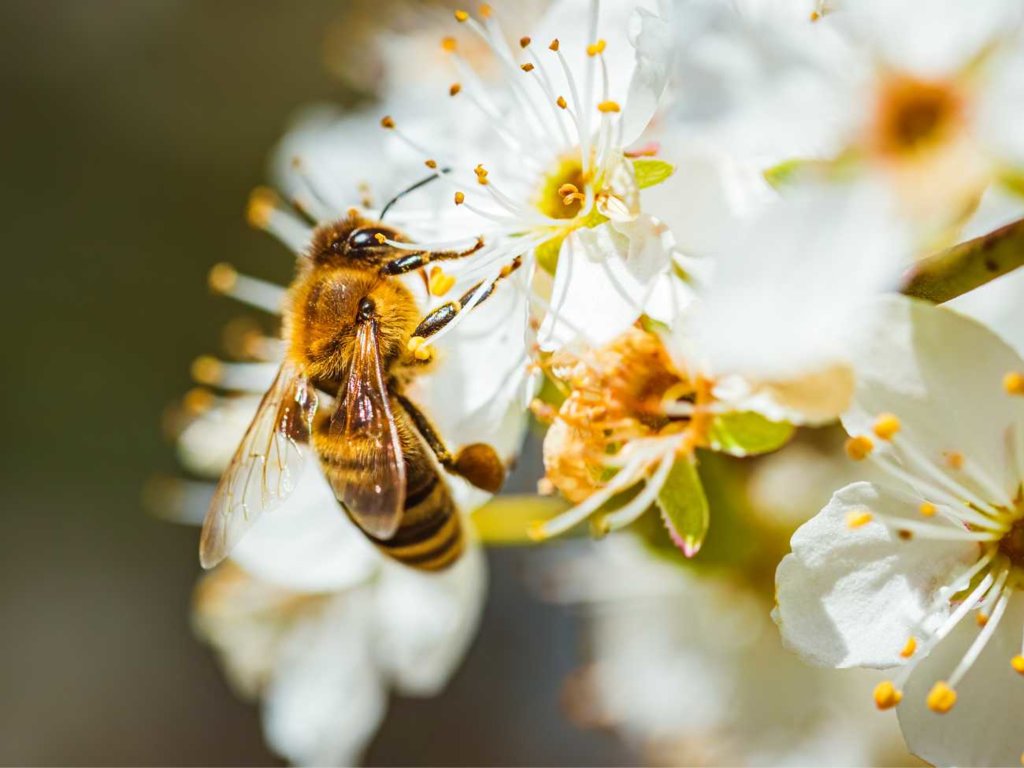 Telefony komórkowe szkodzą pszczołom? Te pożyteczne owady wciąż są zagrożone