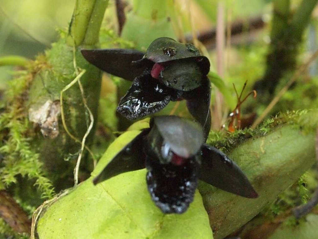 Czarna orchidea – wyjątkowy kwiat rośnie tylko w jednym miejscu na świecie