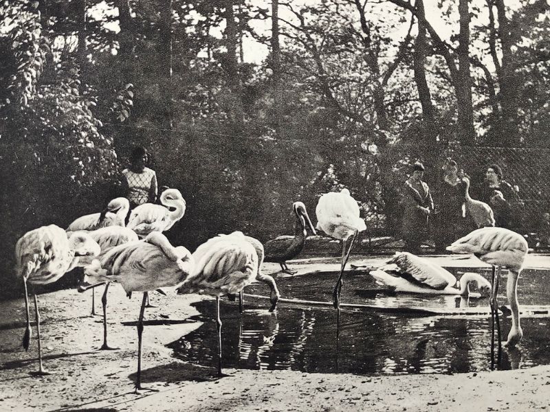 flamingi, zoo Wrocław, lata 60. XX w.