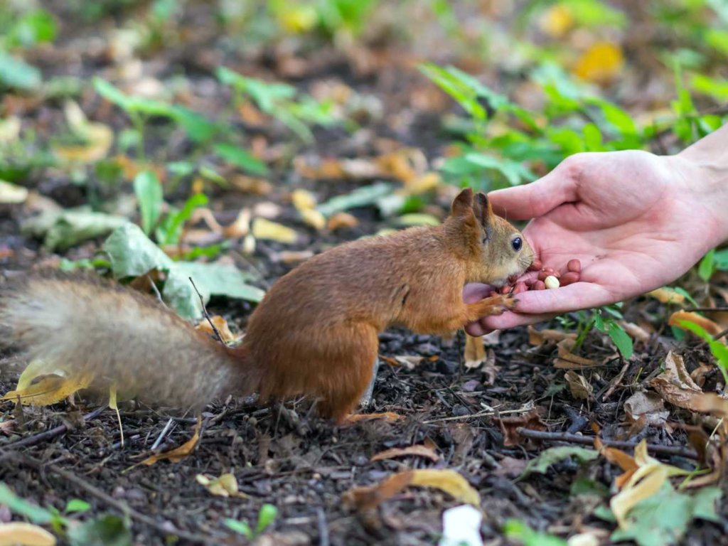 Według badań wiewiórki mają różne osobowości