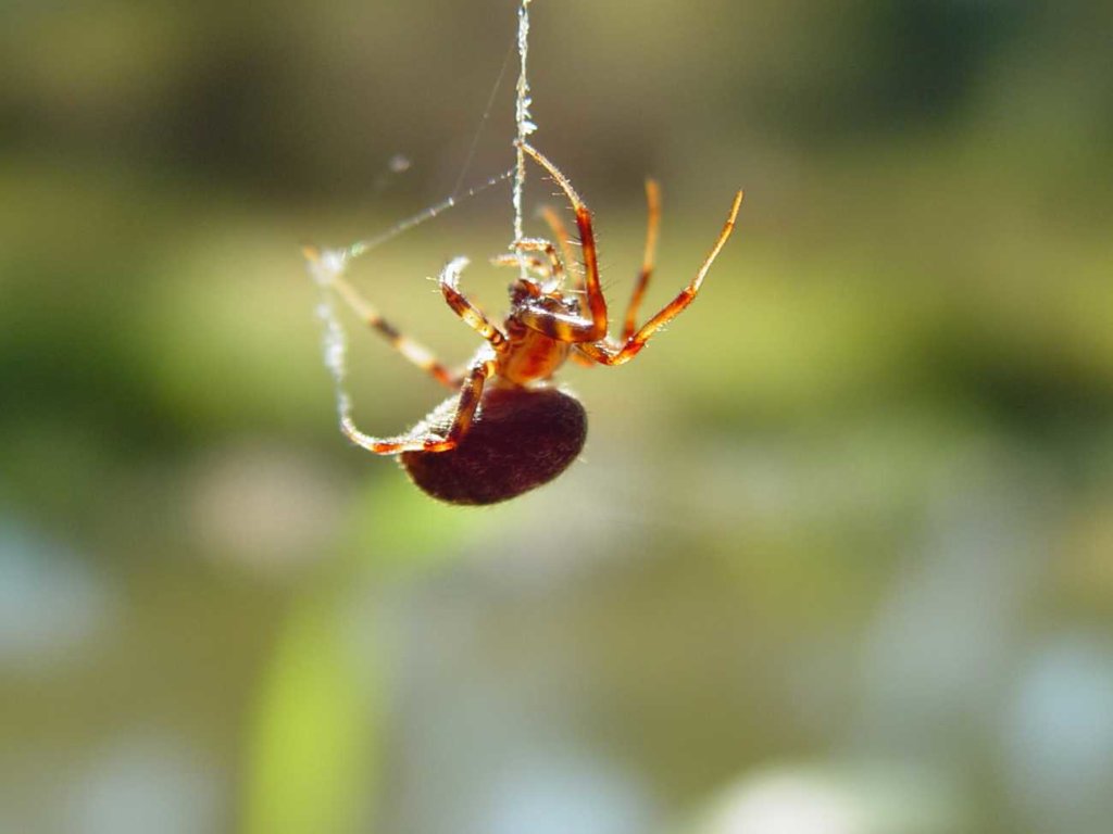 Babie lato – czym jest ten znany symbol jesiennych dni?