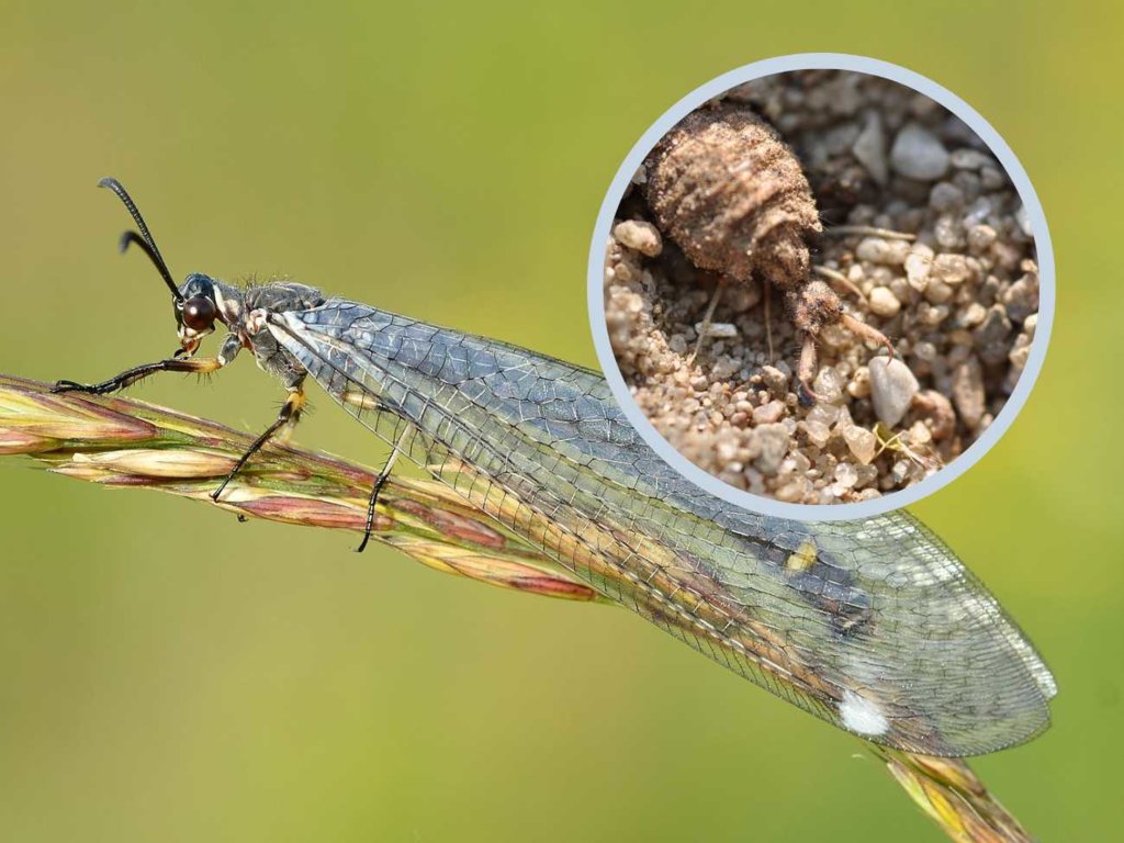 Mrówkolew – czym jest stworzenie o nietypowej nazwie?
