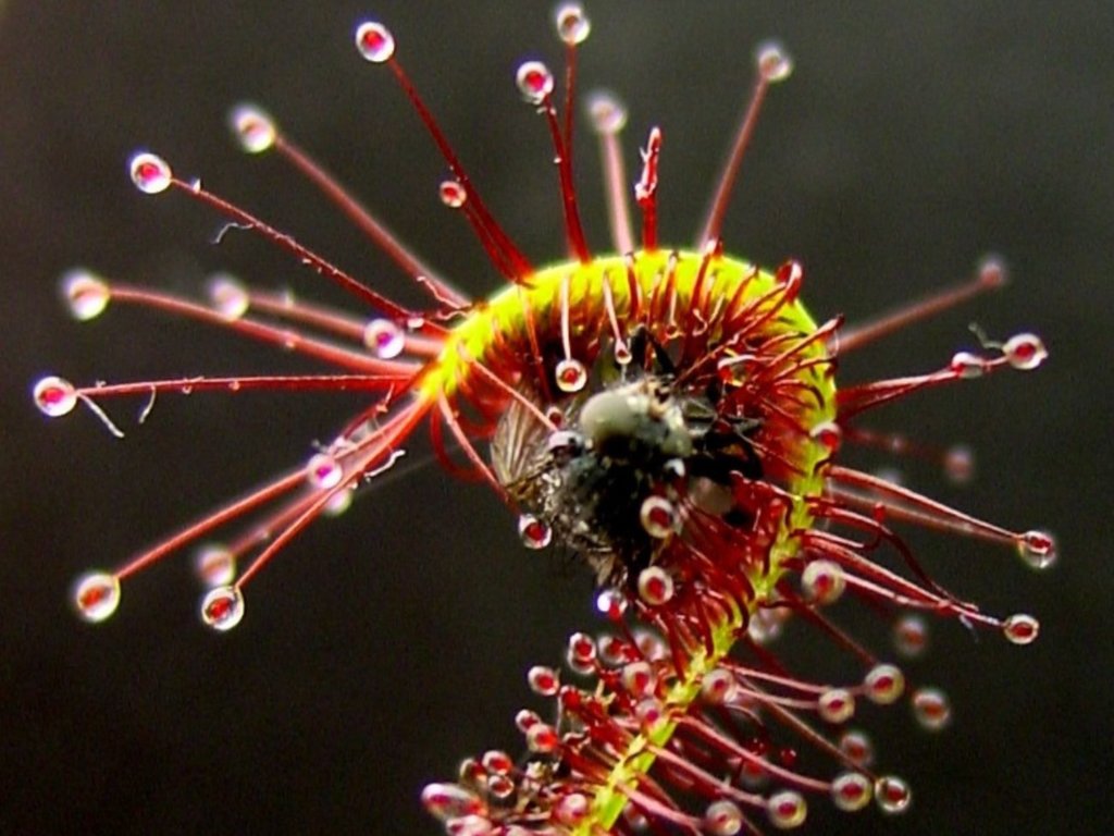 Owadożerne rośliny można spotkać także w Polsce