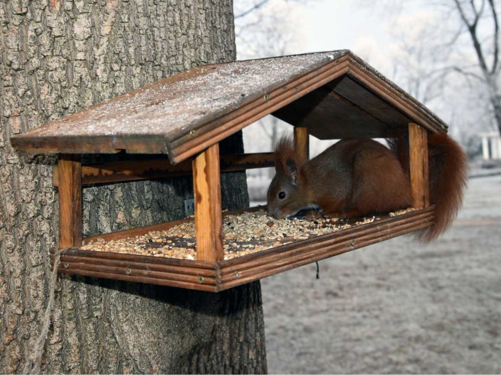 Wiewiórki można dokarmiać podczas mrozów. Jak to robić?