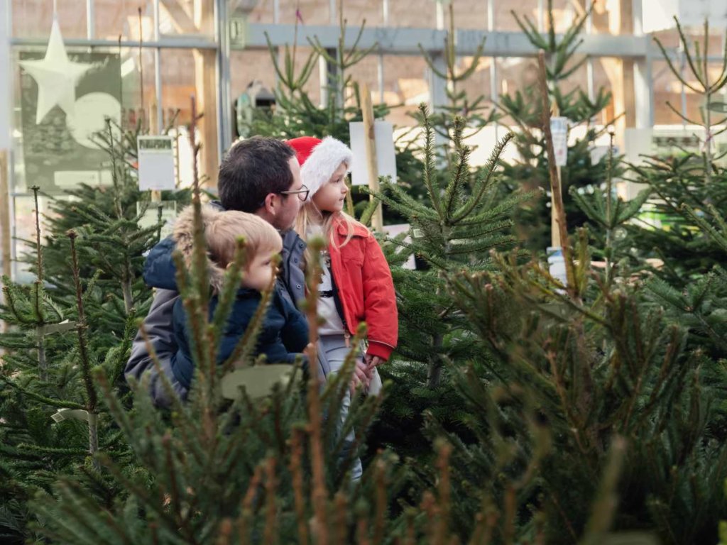 Choinka nie zawsze taka sama. Co symbolizują świerk, sosna i jodła?