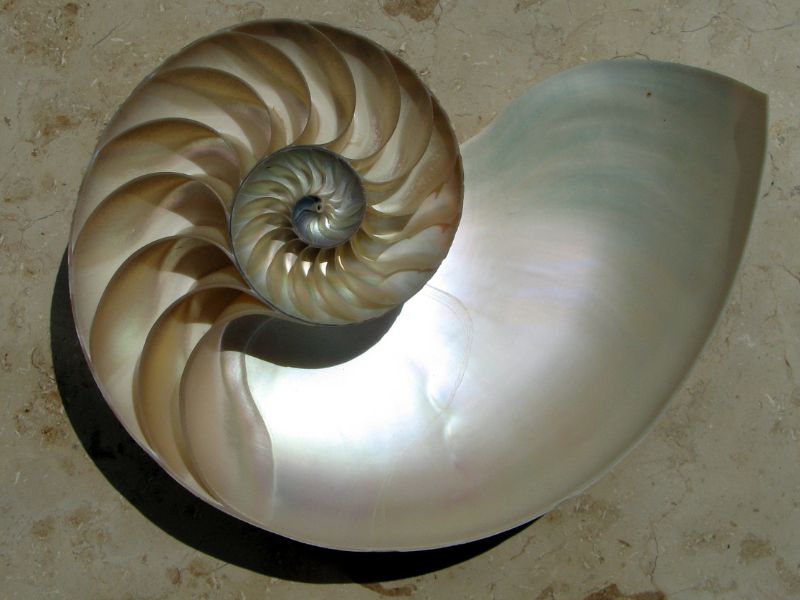 wnętrze muszli, masa perłowa