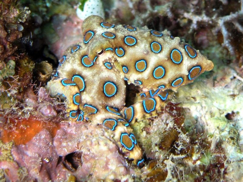 ośmiornica Hapalochlaenie